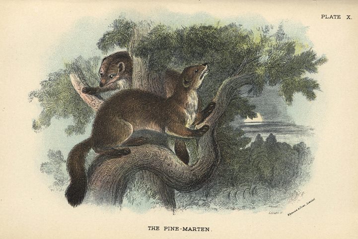 Pine-Marten, 1897