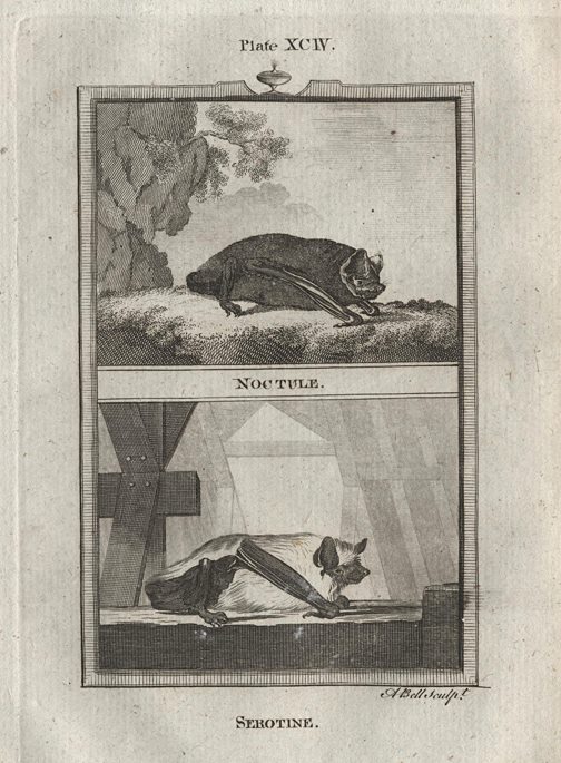 Bats, Noctule & Serotine, after Buffon, 1785