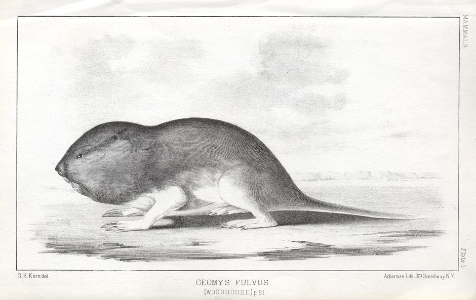 Geomys Fulvus, 1853