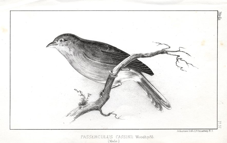 Passerculus Cassinii (male), 1853