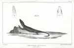 Lamprosaurus Guttulatus, 1853