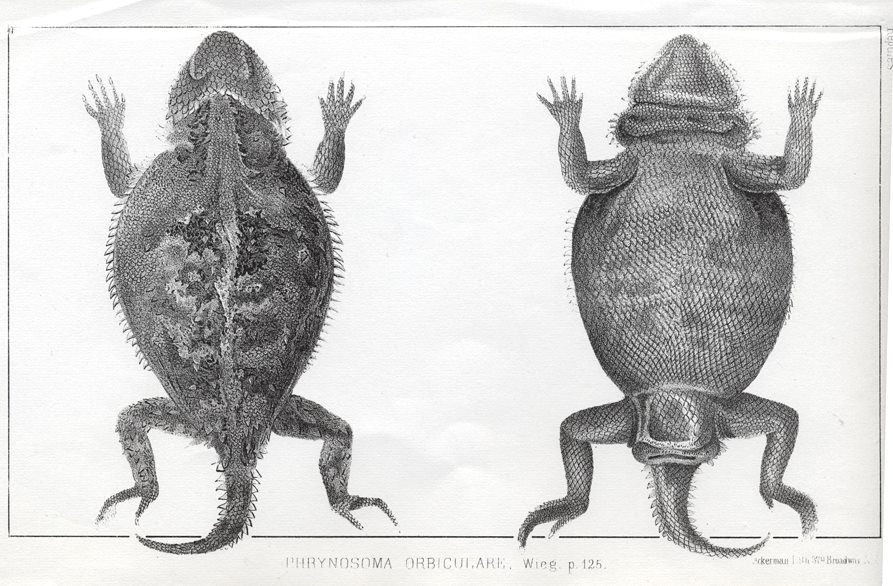 Phrynosoma Orbiculare, 1853