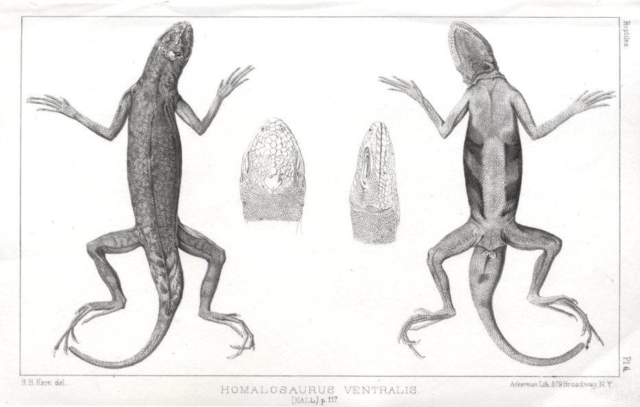 Homalosaurus Ventralis, 1853