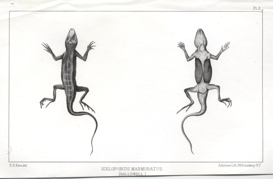 Sceloporus Marmoratus, 1853