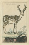 Mottled Deer, 1758