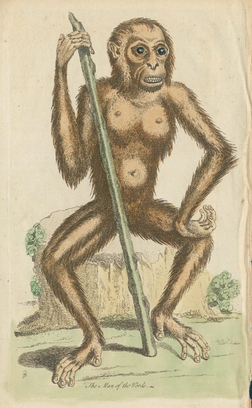 Wild Man of the Woods (Orangutang), 1758