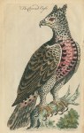 Crowned Eagle, 1758