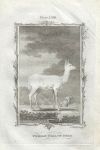 Female Fallow Deer, after Buffon, 1785