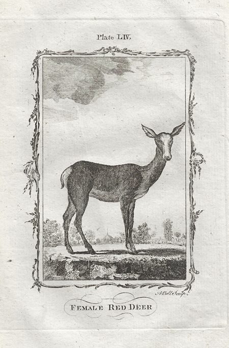 Female Red Deer, after Buffon, 1785