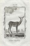 Female Red Deer, after Buffon, 1785