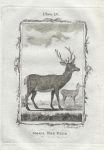 Small Red Deer, after Buffon, 1785