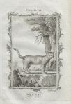 Wild Cat, after Buffon, 1785
