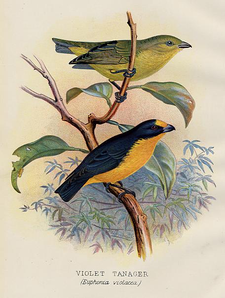 Finches, Violet Tanager, 1899