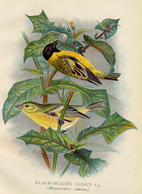 Finches, Black-Headed Siskin, 1899