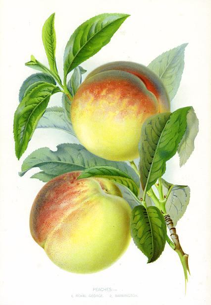 Peaches, by Miss May Rivers, 1895