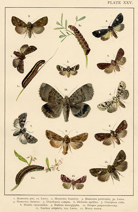 Butterflies & Moths, published about 1900