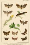 Butterflies & Moths, published about 1900