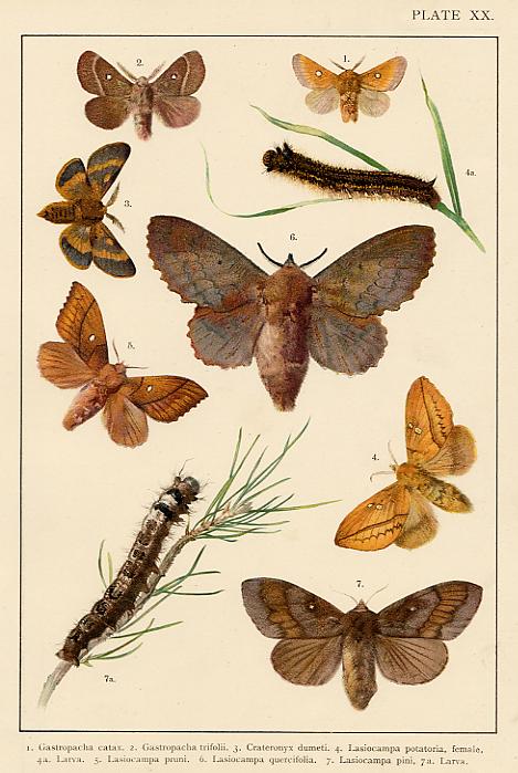 Butterflies & Moths, published about 1900