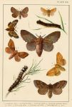 Butterflies & Moths, published about 1900