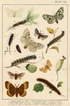 Butterflies & Moths, published about 1900