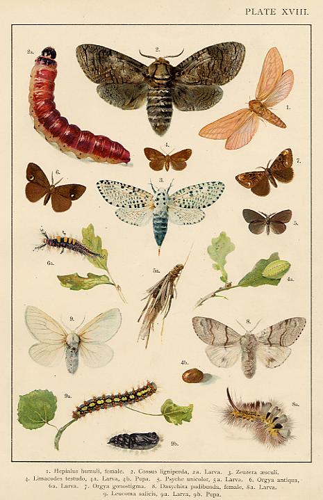 Butterflies & Moths, published about 1900