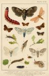 Butterflies & Moths, published about 1900