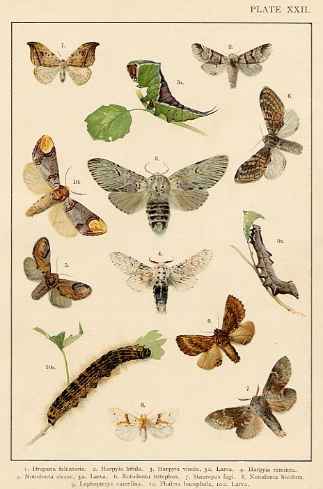 Butterflies & Moths, published about 1900