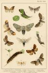 Butterflies & Moths, published about 1900