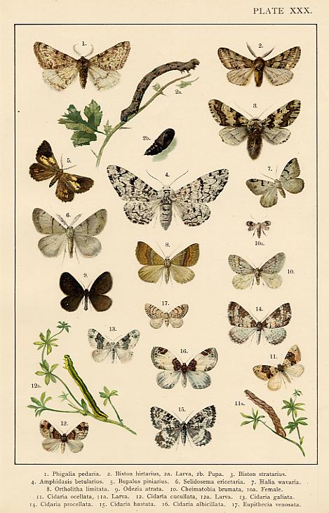 Butterflies & Moths, published about 1900