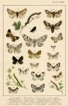 Butterflies & Moths, published about 1900