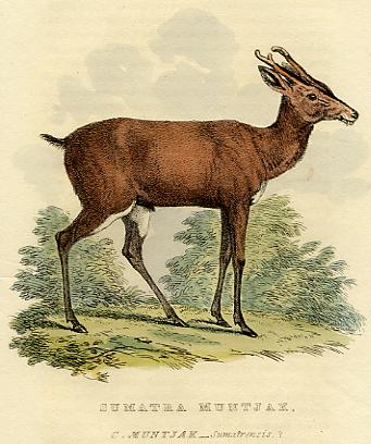 Sumatra Muntjak, 1826
