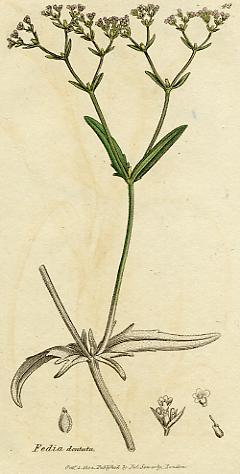 Fedia dentata, botanical print by Sowerby, 1804