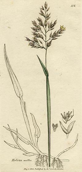 Holeus mollis, botanical print by Sowerby, 1803