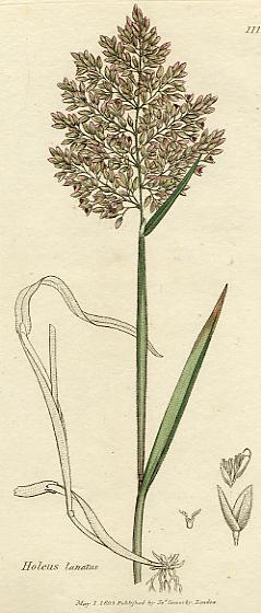 Holeus lanatus, botanical print by Sowerby, 1803