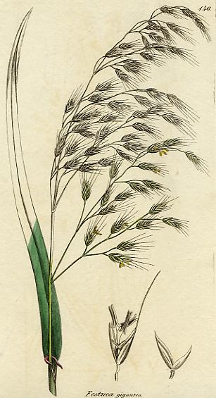 Festuca gigantua, botanical print by Sowerby, about 1805