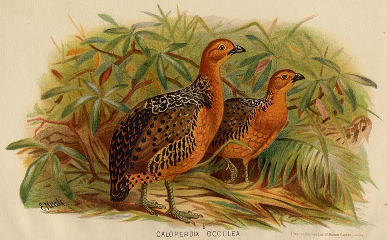 Caloperdix Occulea, 1890