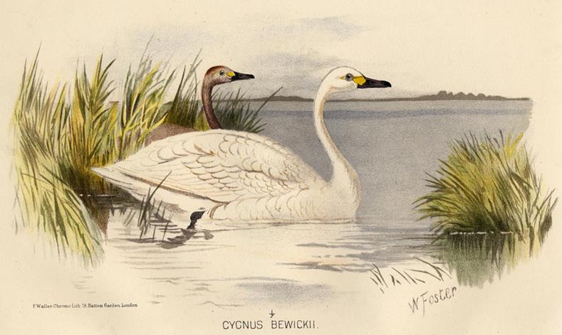 Cygnus Bewickii, 1890