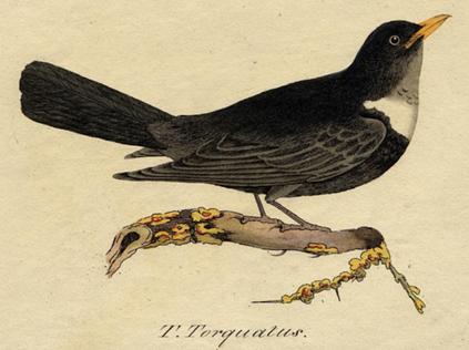 Ring Ouzel (T.Torquatus), 1815