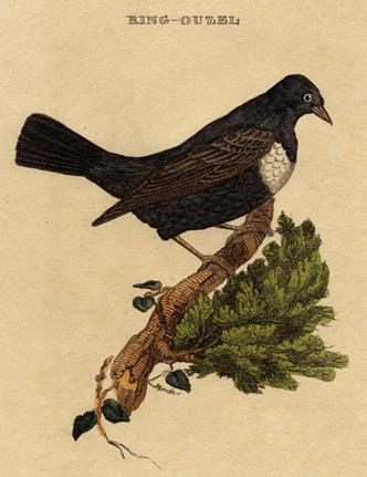 Ring Ouzel, 1815