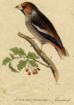 Grosbeak, 1815