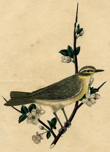 unidentified bird, 1815