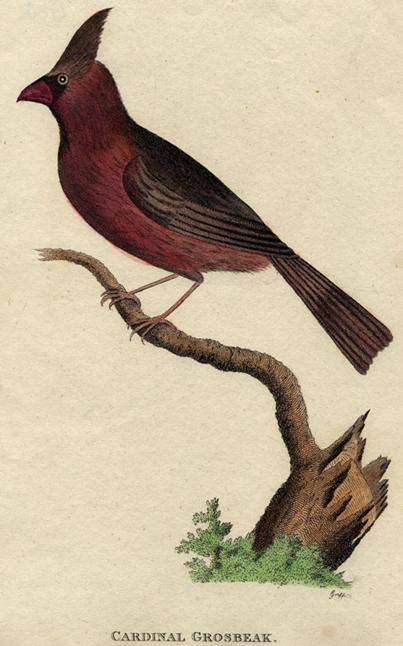 Cardinal Grosbeak, 1815