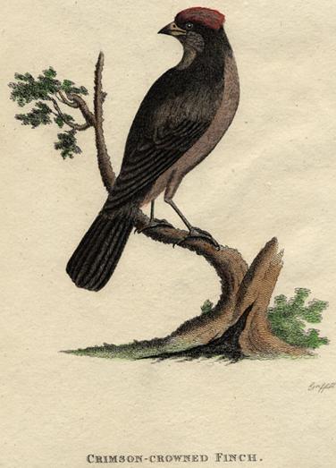 Crimson Crowned Finch, 1815