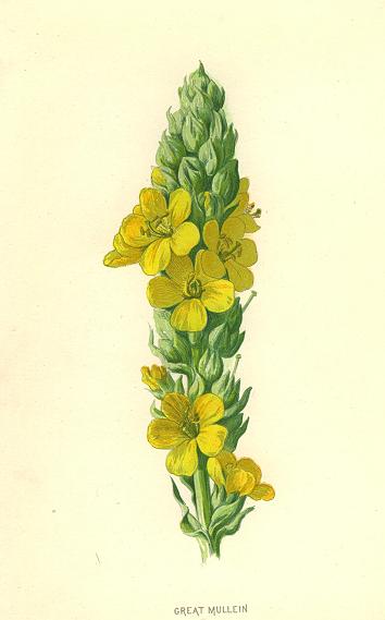 Great Mullein, 1890