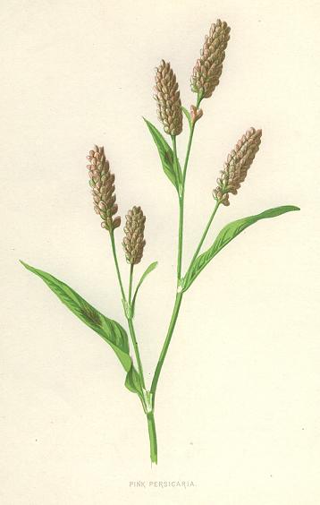 Pink Persicaria, 1890