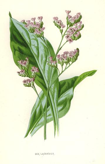 Sea Lavender, 1890