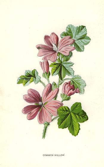 Common Mallow, 1890