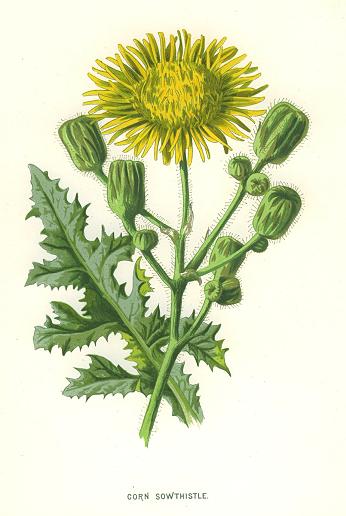 Corn Sowthistle, 1890