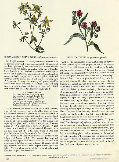 Perforated St.John's Wort & Hound's-Tongue, 1853