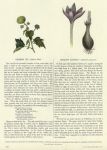 Common Ivy & Meadow Saffron, 1853